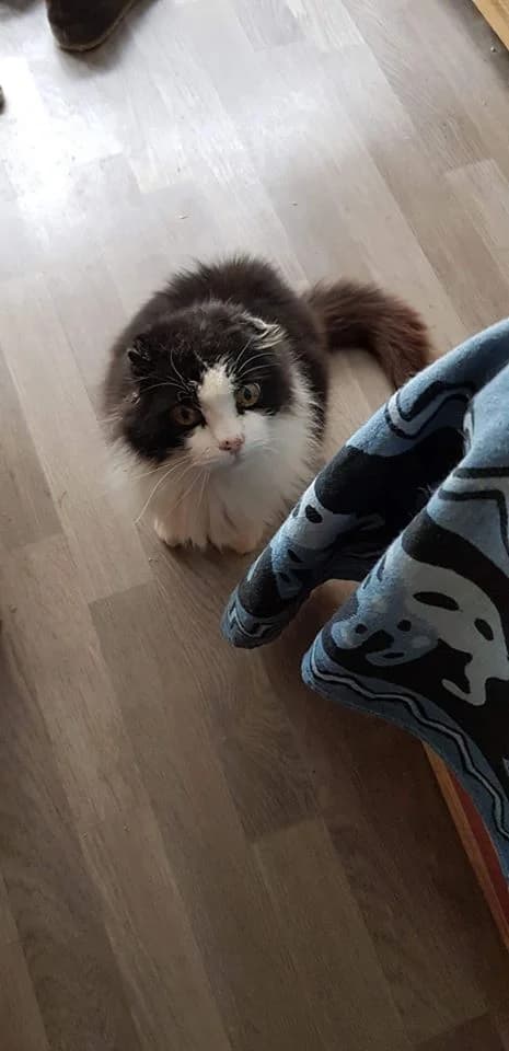 Nestor,  5yo Mixed Breed for adoption at La Patte Normande, Bolleville