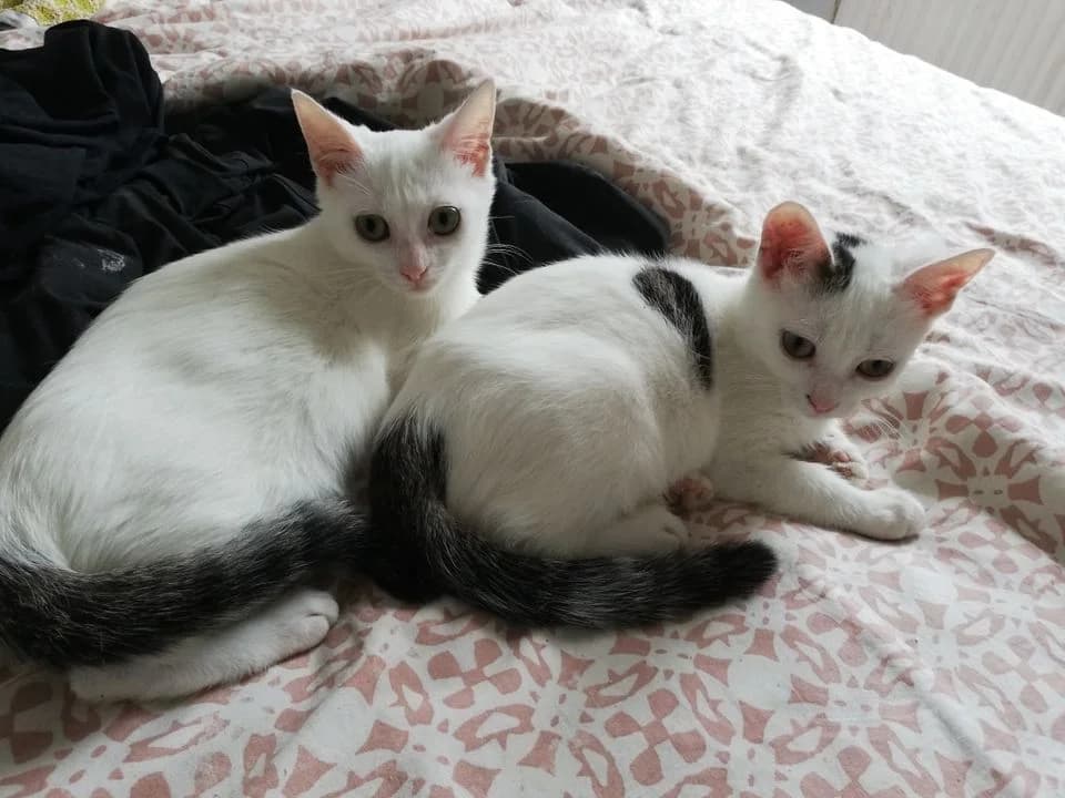 Reese et Roméa,  puppy Mixed Breed for adoption at La Patte Normande, Bolleville