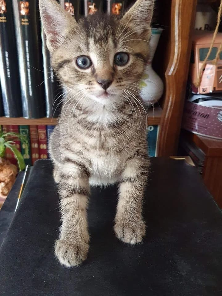 Ronron, Mixed Breed (La Patte Normande)