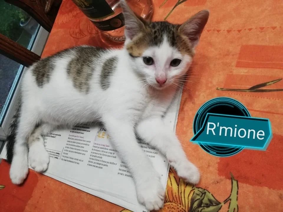 R&rsquo;mione,  puppy Mixed Breed for adoption at La Patte Normande, Bolleville