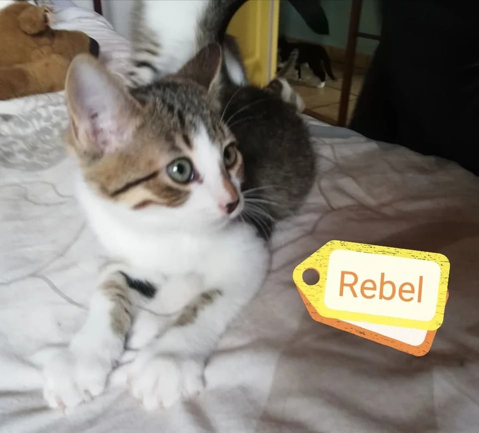 Rebel, Mixed Breed (La Patte Normande)