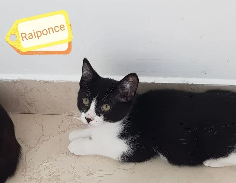 Raiponce, Mixed Breed (La Patte Normande)