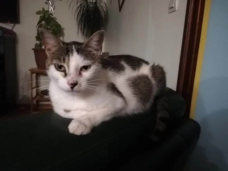 Shirley,  3yo Mixed Breed for adoption at La Patte Normande, Bolleville