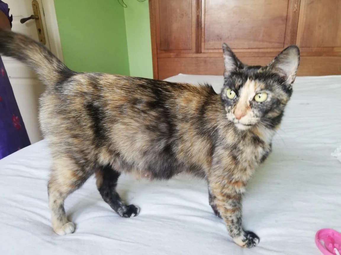 Etoile,  Mixed Breed for adoption at La Patte Normande, Bolleville