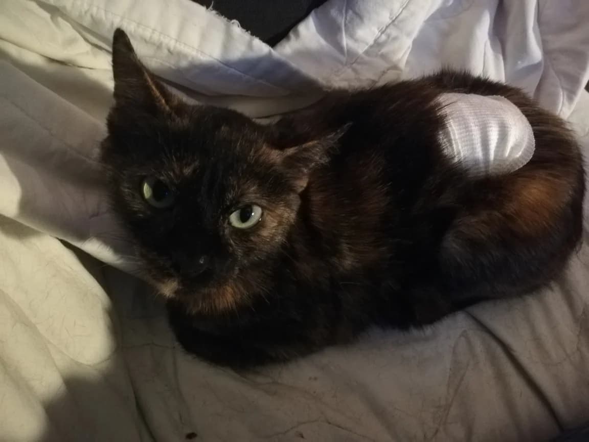 Salem, Mixed Breed (La Patte Normande)