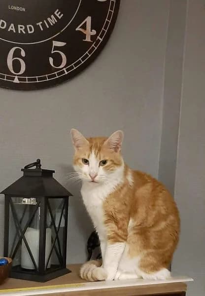 Chester, male 5yo Mixed Breed for adoption at La Patte Normande, Bolleville