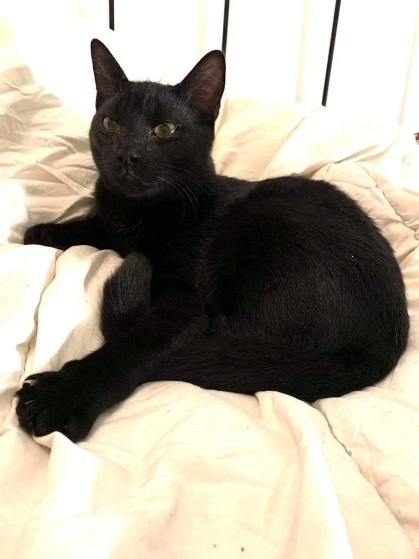 Rollo, male puppy Mixed Breed for adoption at La Patte Normande, Bolleville