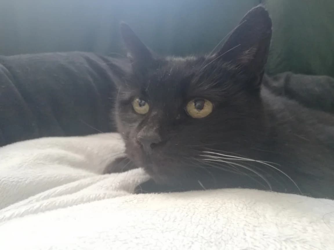 Peppa,  senior Mixed Breed for adoption at La Patte Normande, Bolleville