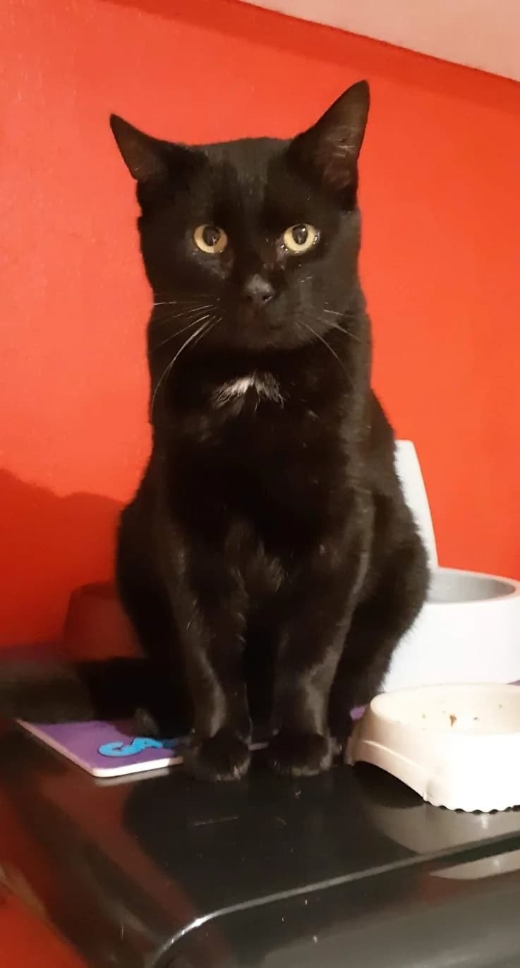 Zorro, male 6yo Mixed Breed for adoption at La Patte Normande, Bolleville