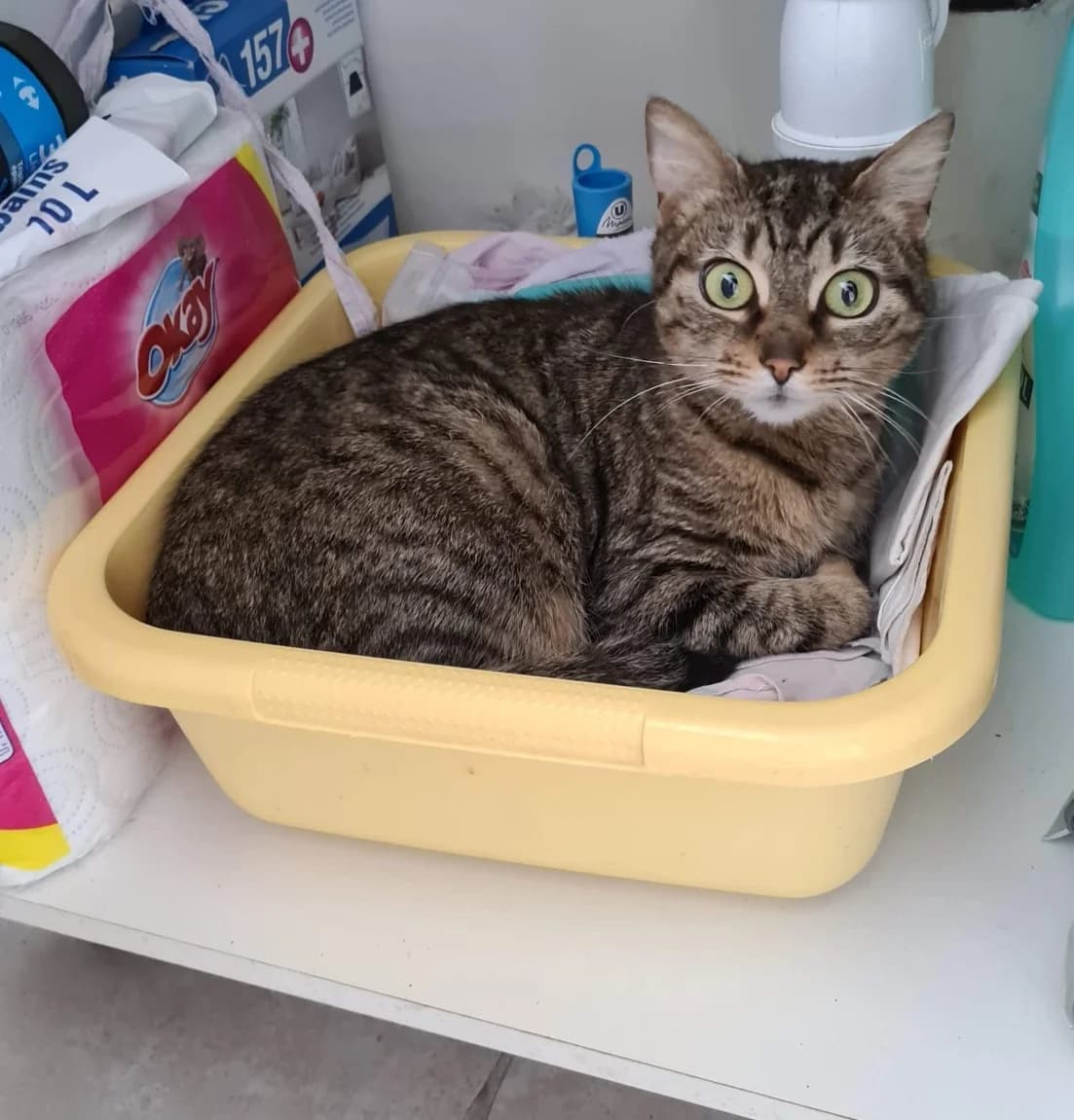 Becca, female young Mixed Breed for adoption at La Patte Normande, Bolleville