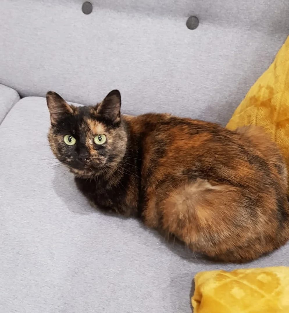 Coquillette, female 6yo Mixed Breed for adoption at La Patte Normande, Bolleville