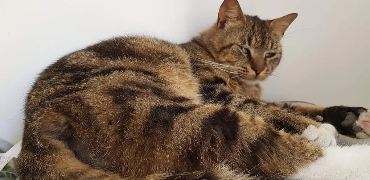 Cachou, male 4yo Mixed Breed for adoption at La Patte Normande, Bolleville