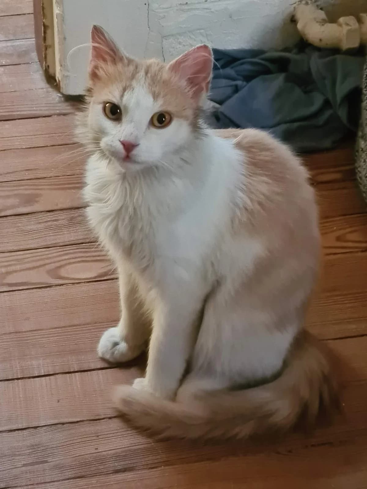 Galad,  Mixed Breed for adoption at La Patte Normande, Bolleville