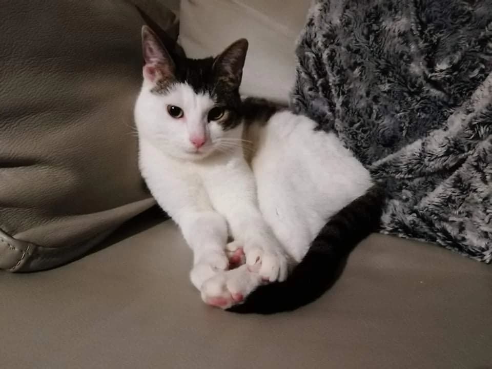 Marcel, Mixed Breed (La Patte Normande)