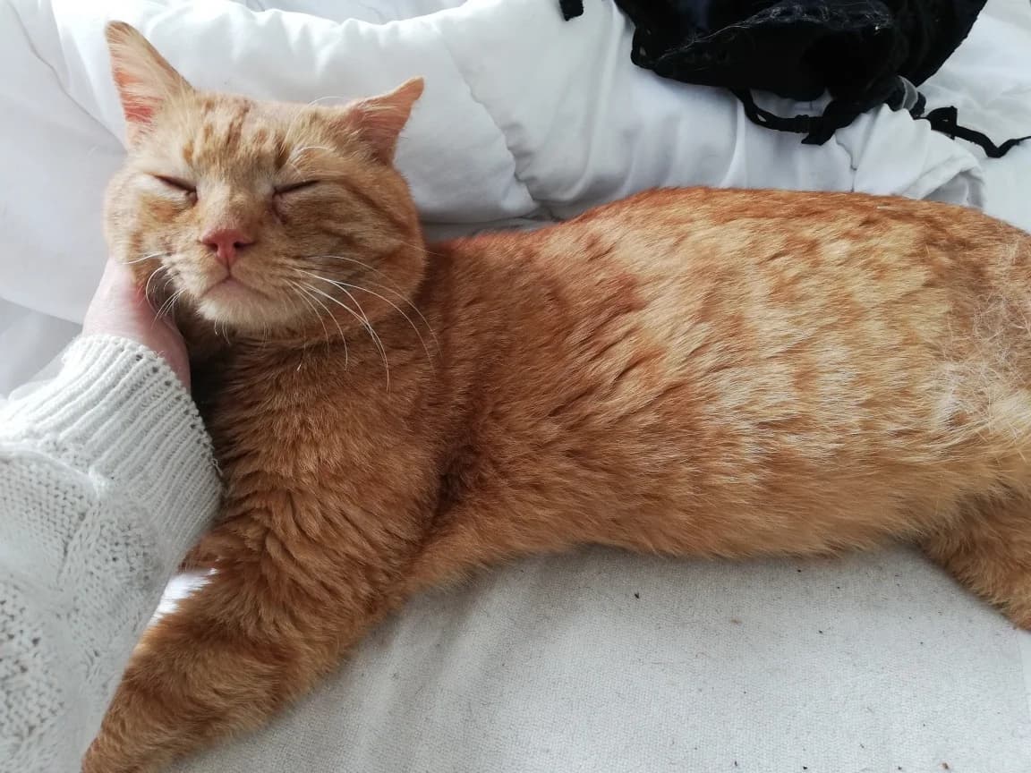 Minourou, Mixed Breed (La Patte Normande)