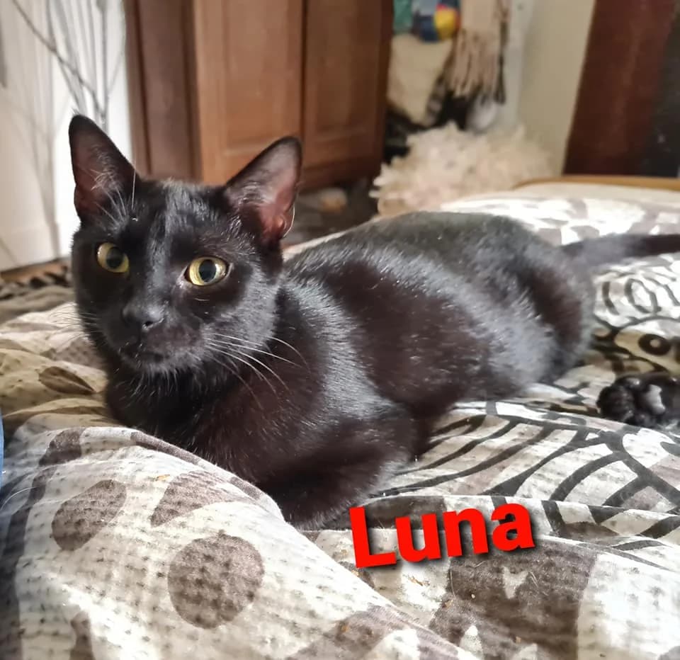 Luna, Mixed Breed (La Patte Normande)