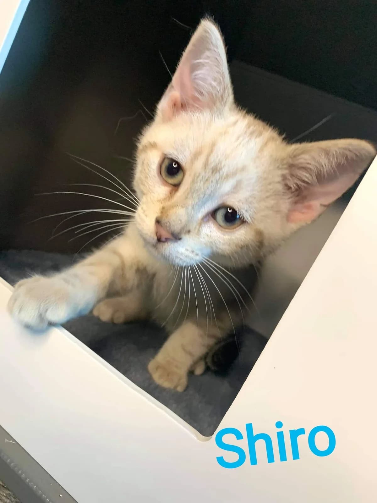 Shiro, male puppy Mixed Breed for adoption at La Patte Normande, Bolleville