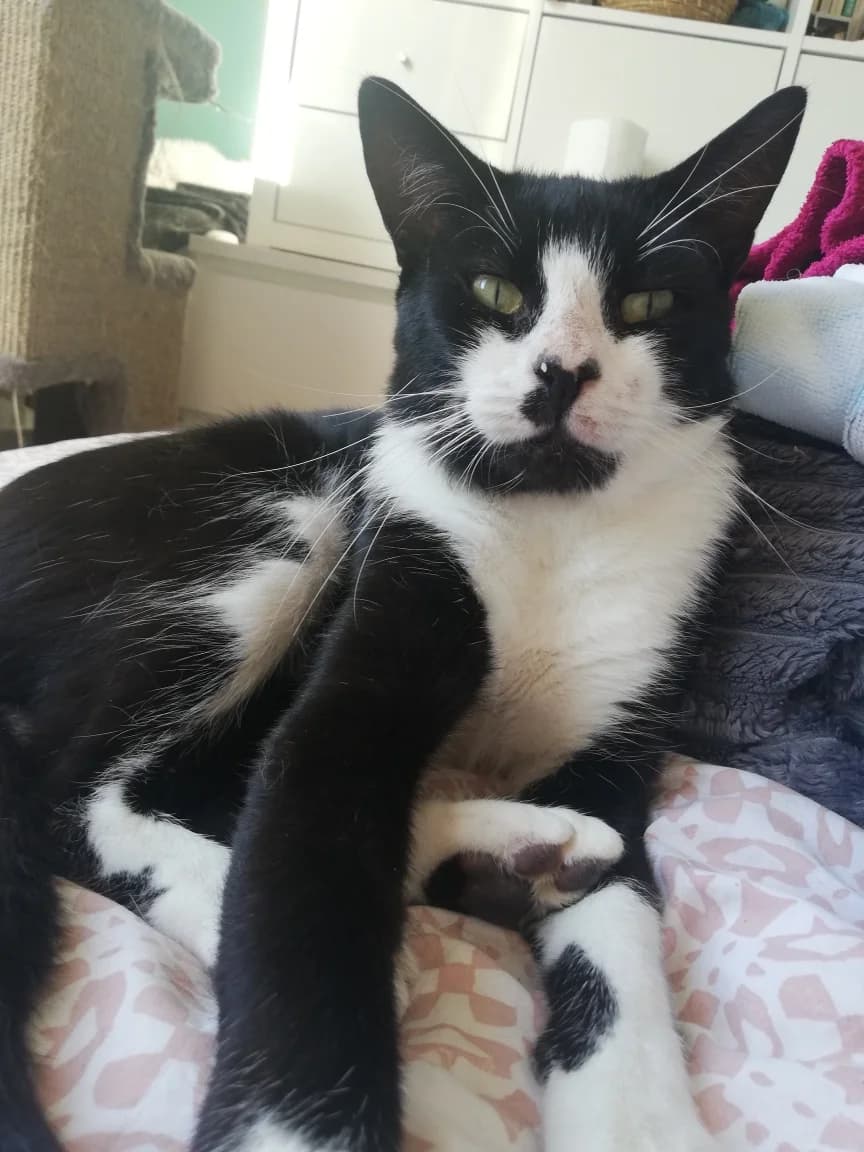 Domino, male 3yo Mixed Breed for adoption at La Patte Normande, Bolleville