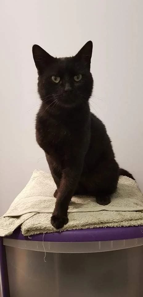P&rsquo;tit Louis, male 3yo Mixed Breed for adoption at La Patte Normande, Bolleville
