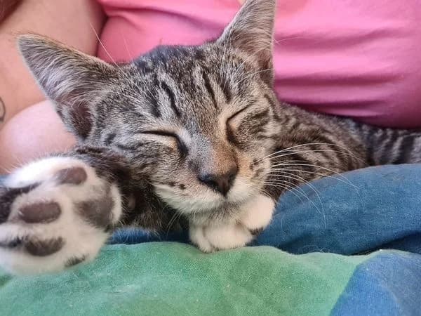 Sanka, Mixed Breed (La Patte Normande)