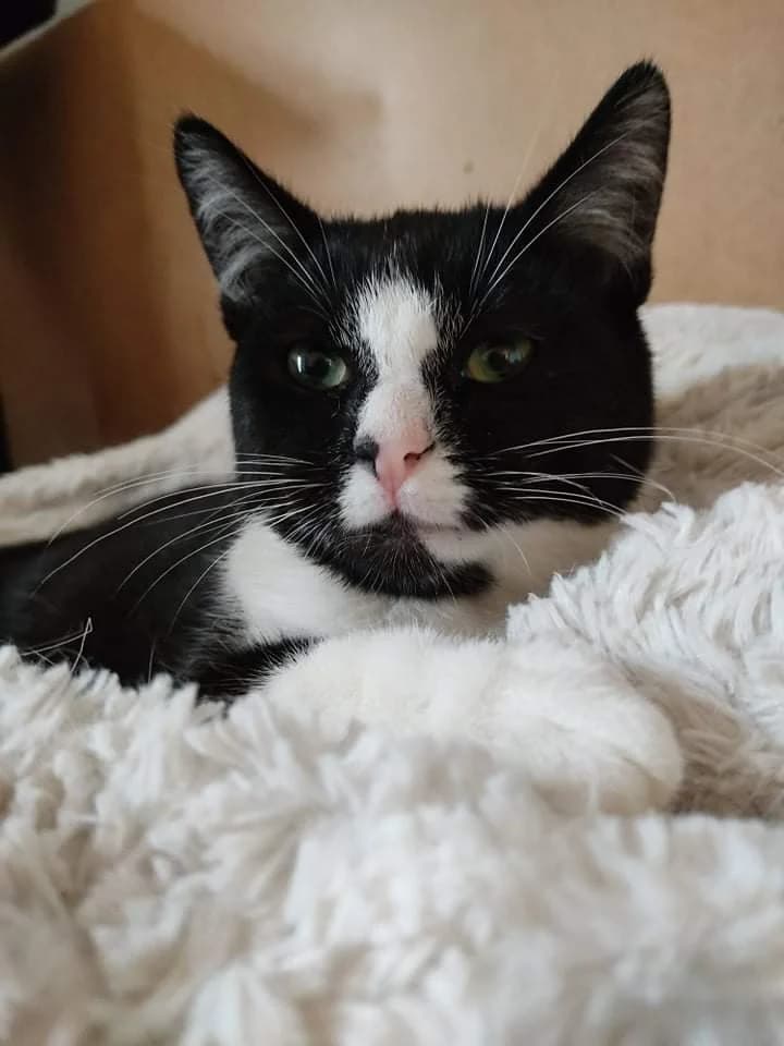 Silas, male puppy Mixed Breed for adoption at La Patte Normande, Bolleville