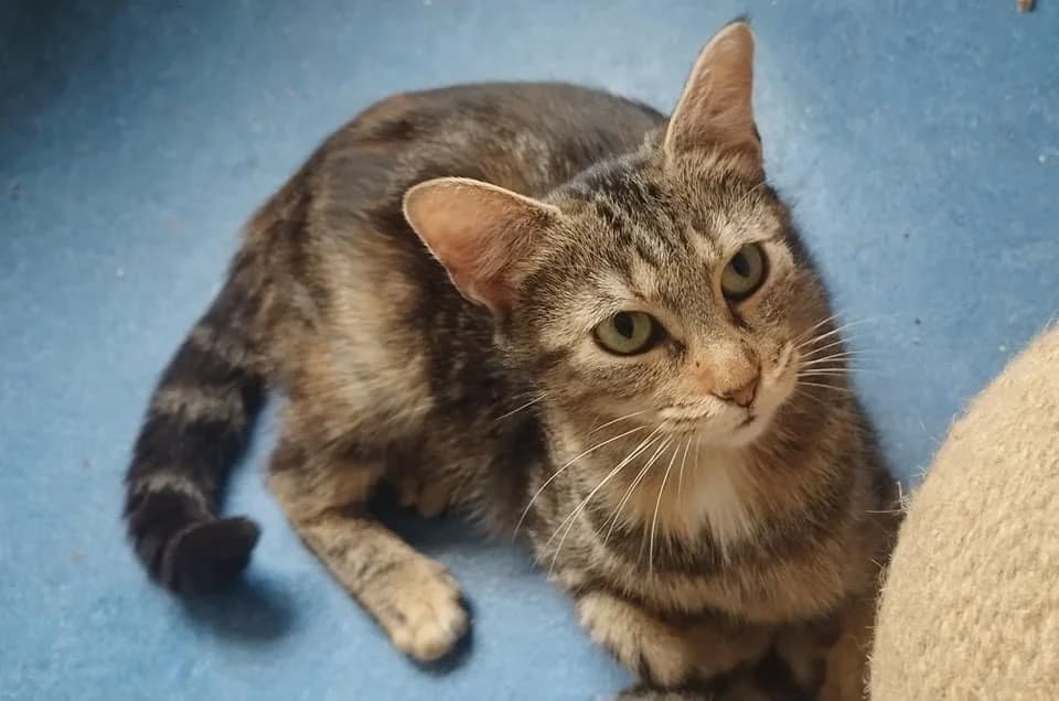 Craquotte, Mixed Breed (La Patte Normande)