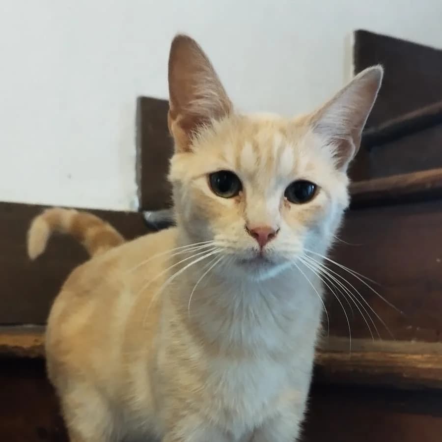 Chopin, Mixed Breed (La Patte Normande)