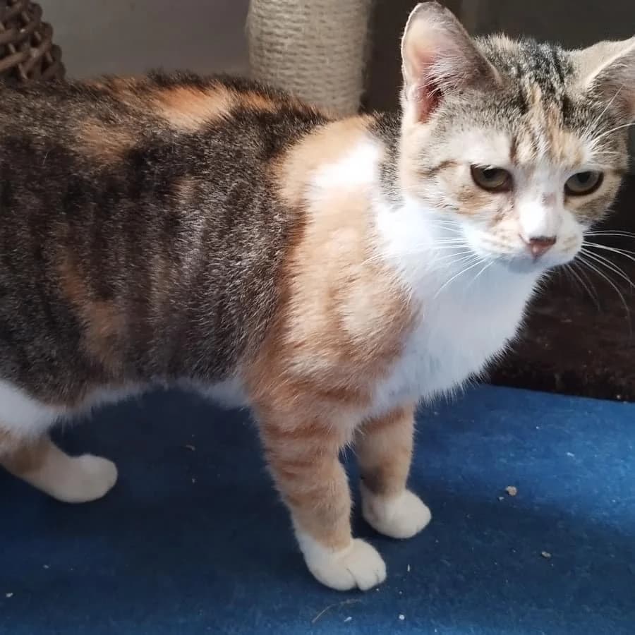 Kali, Mixed Breed (La Patte Normande)