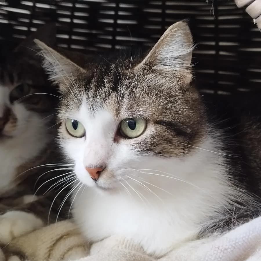 Zelda, Mixed Breed (La Patte Normande)