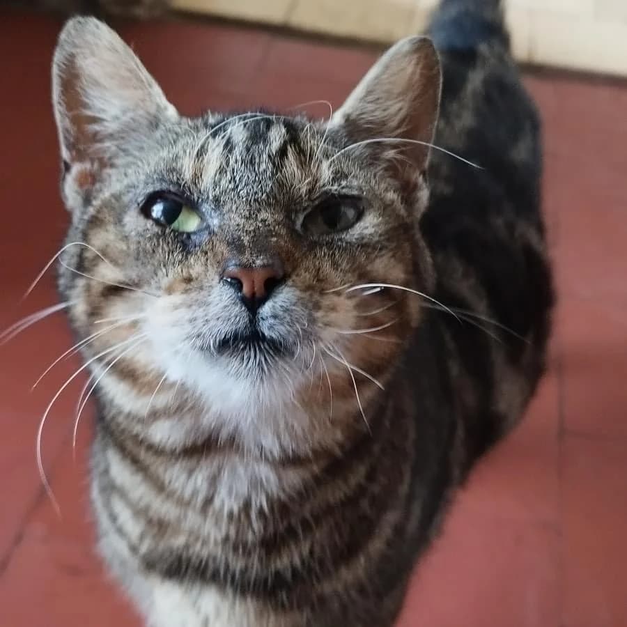 Sina, Mixed Breed (La Patte Normande)