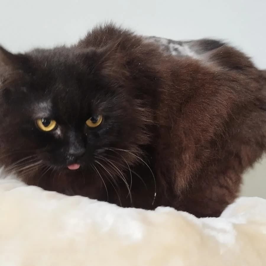 Gaston, Mixed Breed (La Patte Normande)