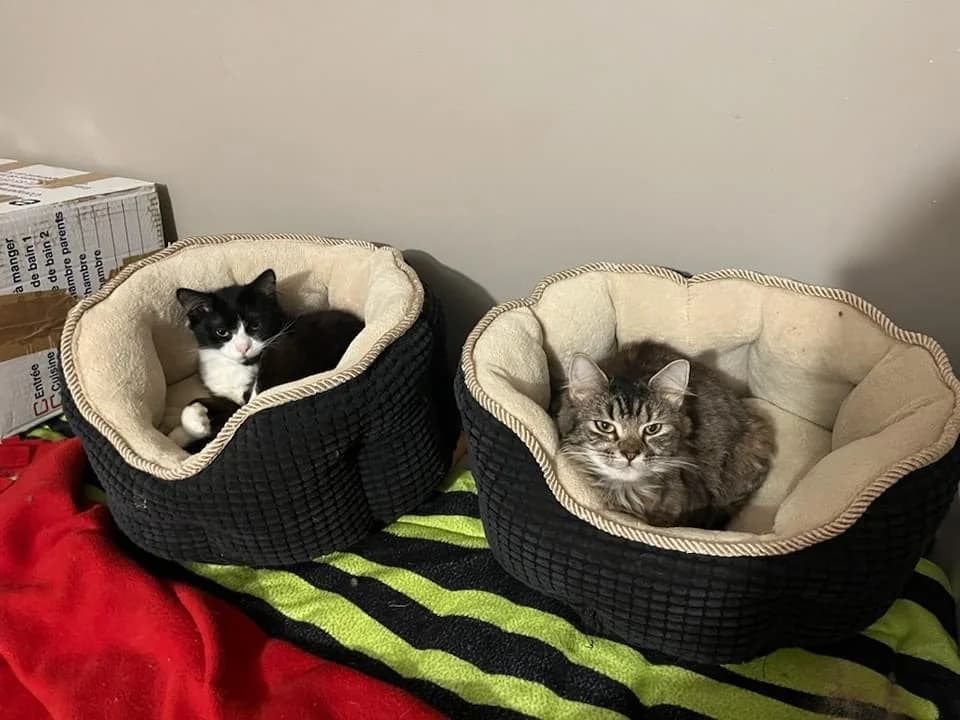 Billy et Lila, Mixed Breed (La Patte Normande)