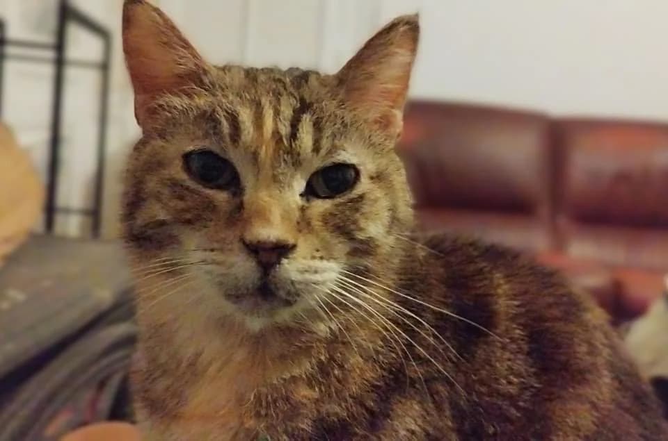 Minette, Mixed Breed (La Patte Normande)