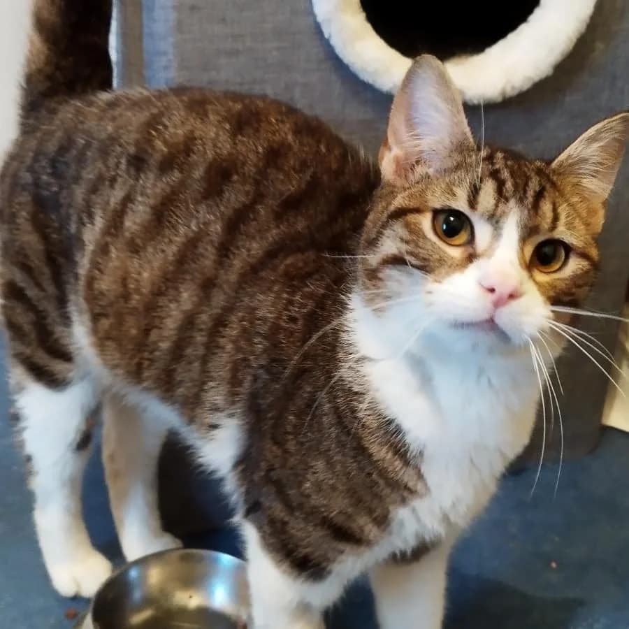 Gustave, Mixed Breed (La Patte Normande)