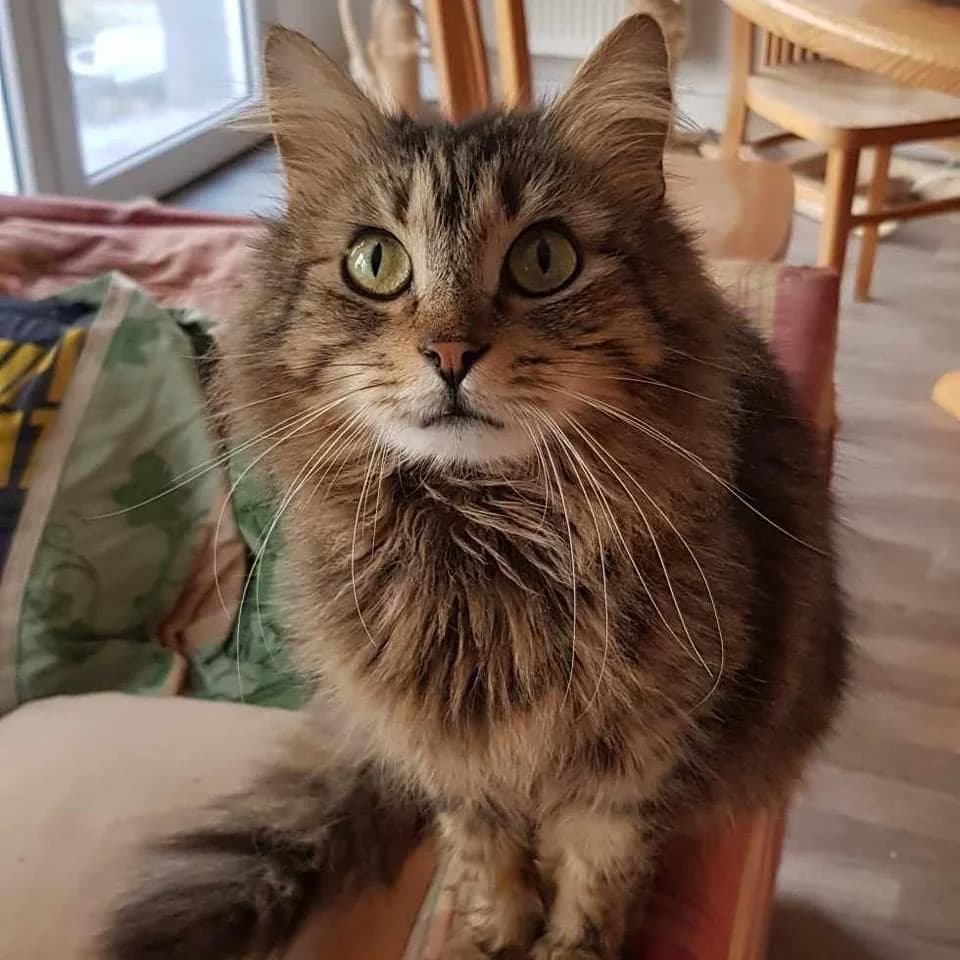Mascotte, Mixed Breed (La Patte Normande)