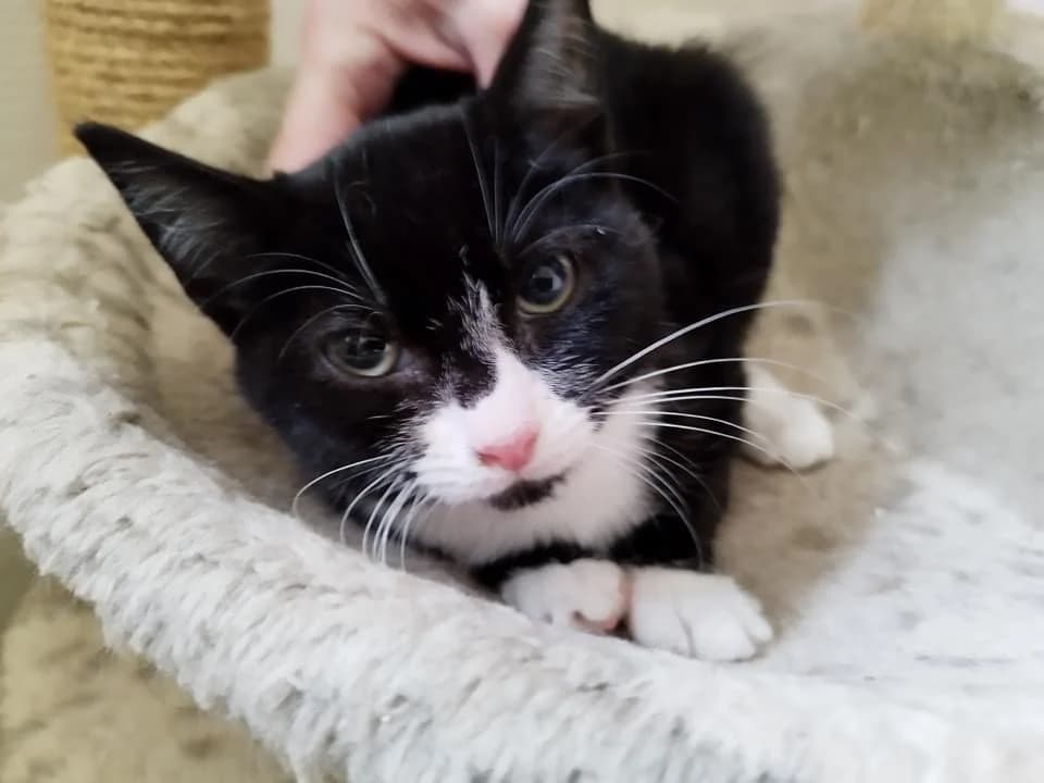 Tacha, female 3yo Mixed Breed for adoption at La Patte Normande, Bolleville