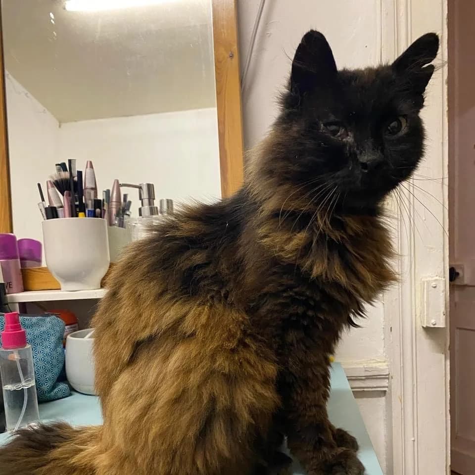 Archibald, Mixed Breed (La Patte Normande)