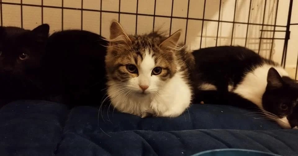 Valise, Mixed Breed (La Patte Normande)