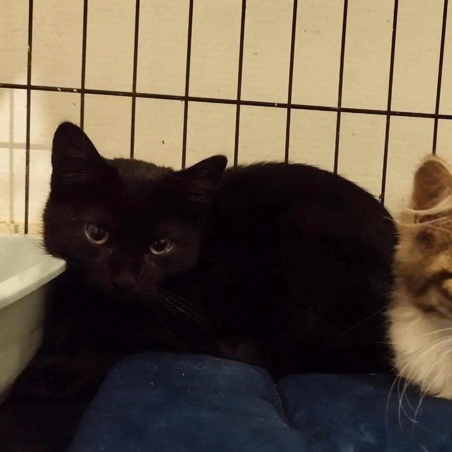 Vador, Mixed Breed (La Patte Normande)