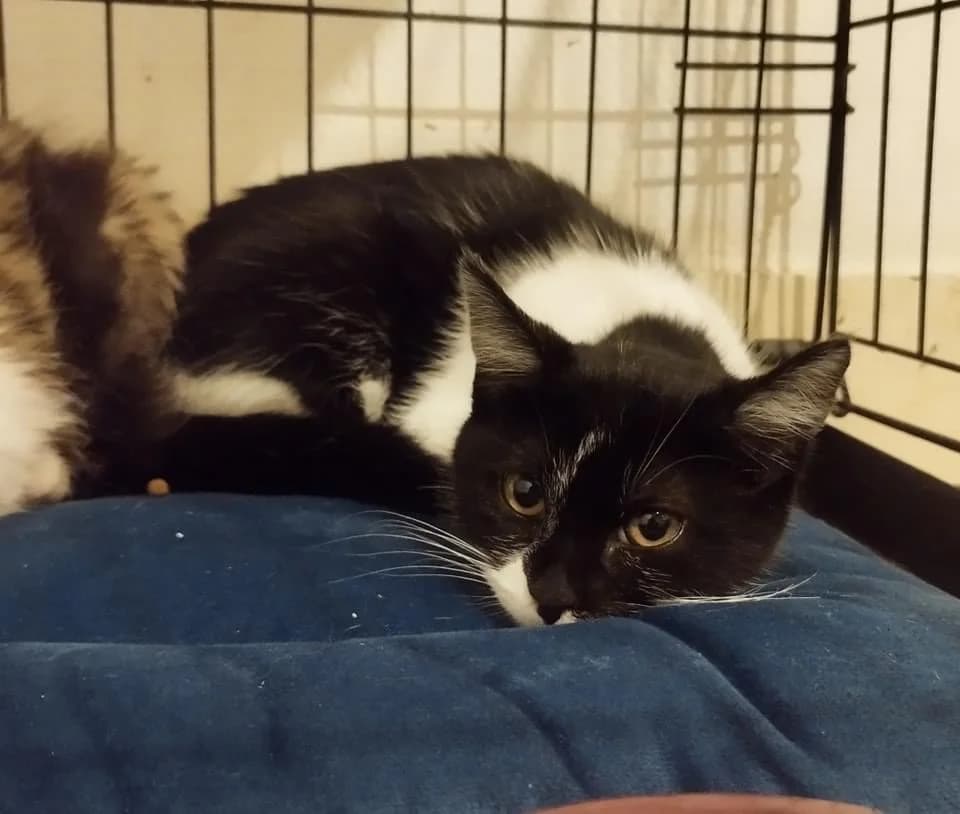 Valda, Mixed Breed (La Patte Normande)