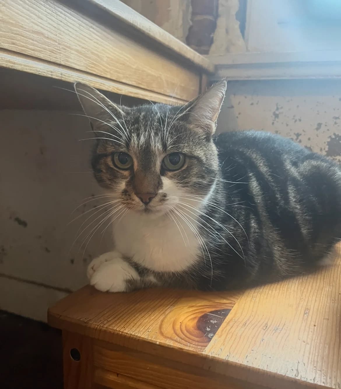 Roxy, Mixed Breed (La Patte Normande)
