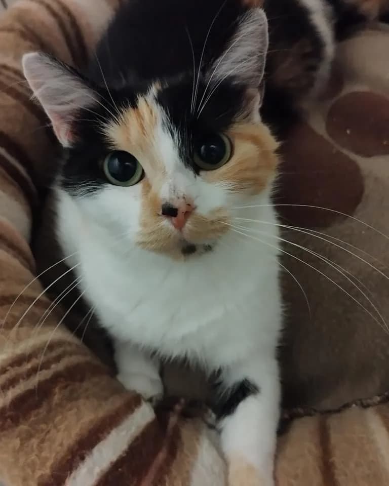 Felicia,  Mixed Breed for adoption at La Patte Normande, Bolleville