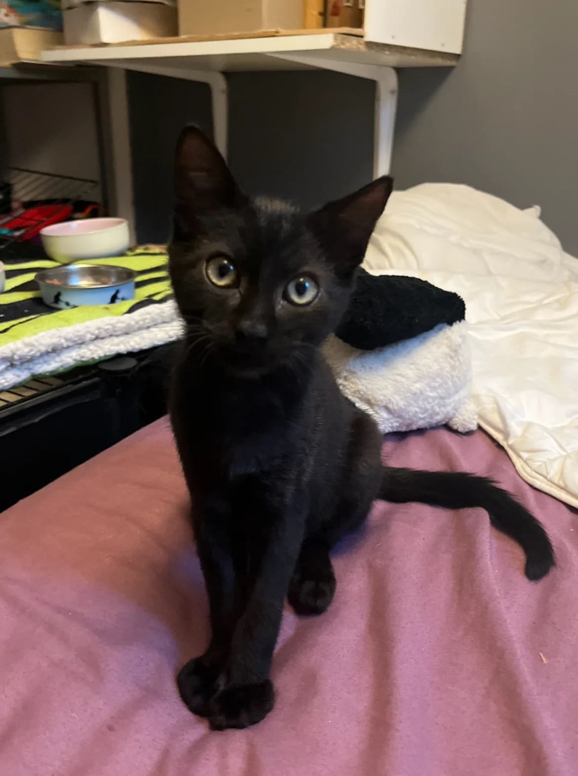 Vagabond, Mixed Breed (La Patte Normande)