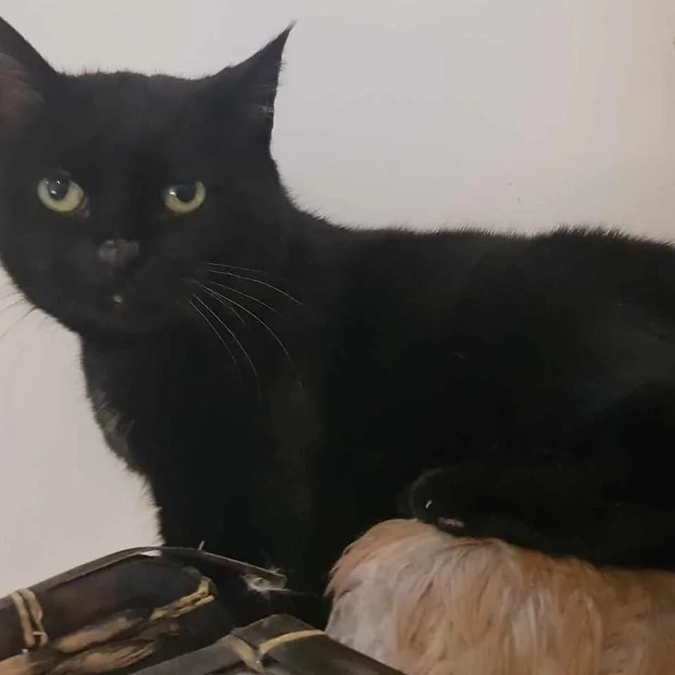 Grenadine, female young Mixed Breed for adoption at La Patte Normande, Bolleville