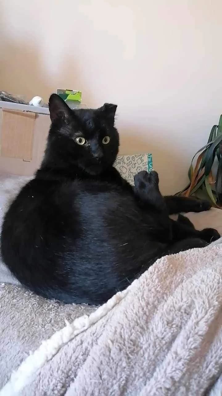 Cassius,  young Mixed Breed for adoption at La Patte Normande, Bolleville