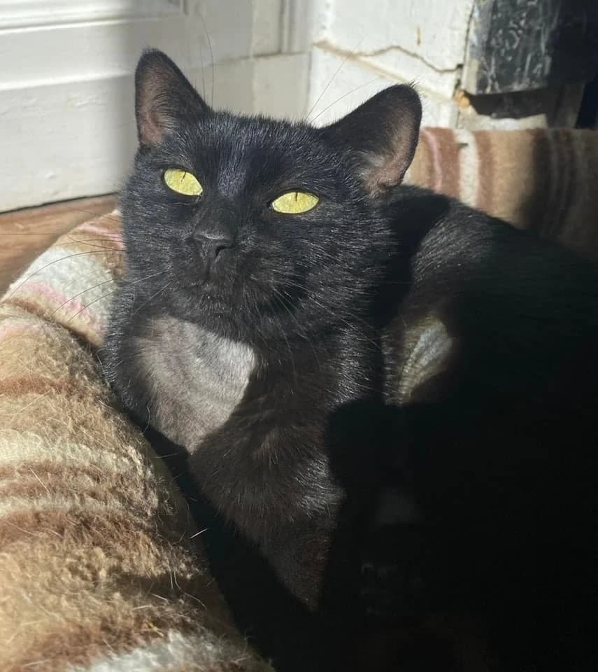 Etoile, female 3yo Mixed Breed for adoption at La Patte Normande, Bolleville