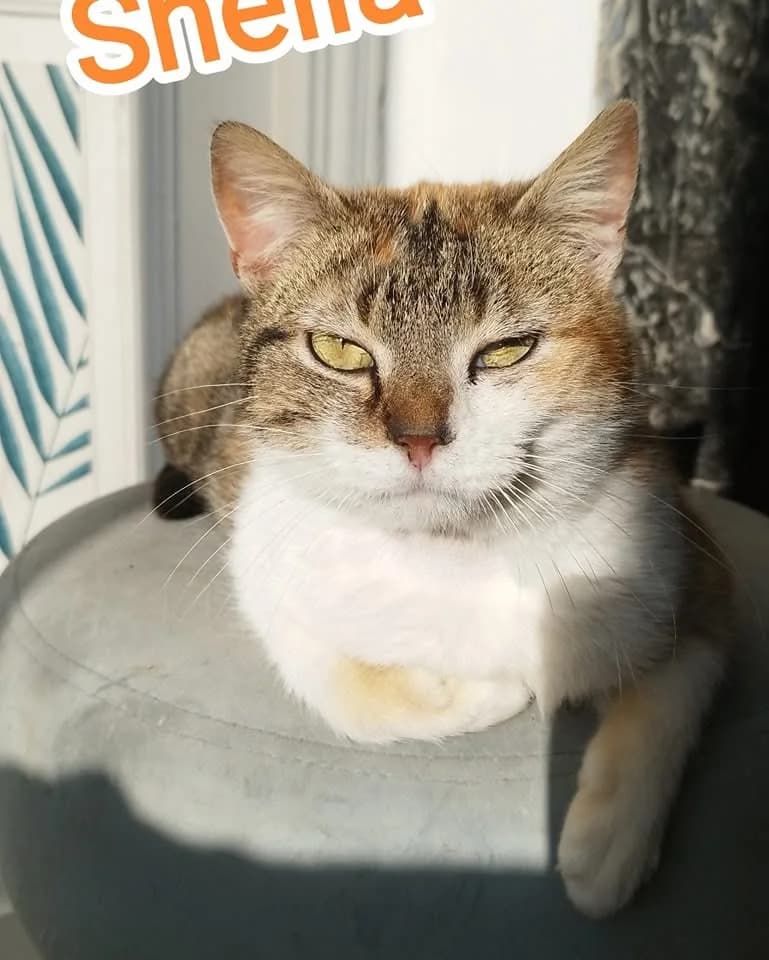 Sheila, Mixed Breed (La Patte Normande)
