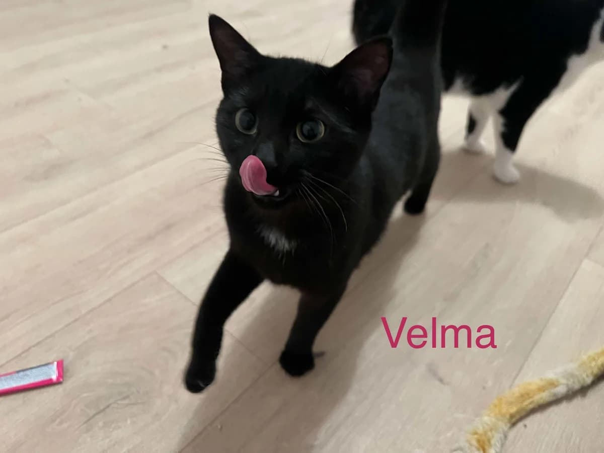 Velma, Mixed Breed (La Patte Normande)