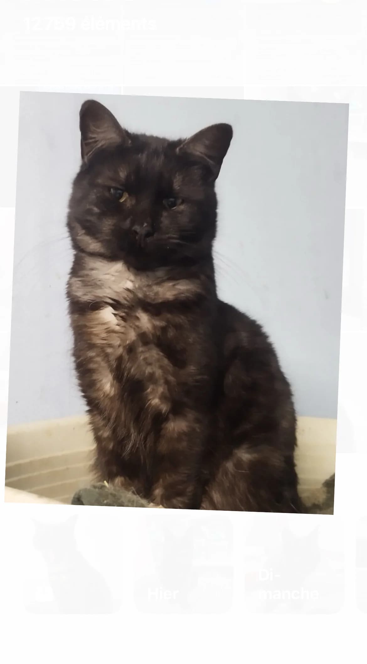 Tommy, Mixed Breed (La Patte Normande)