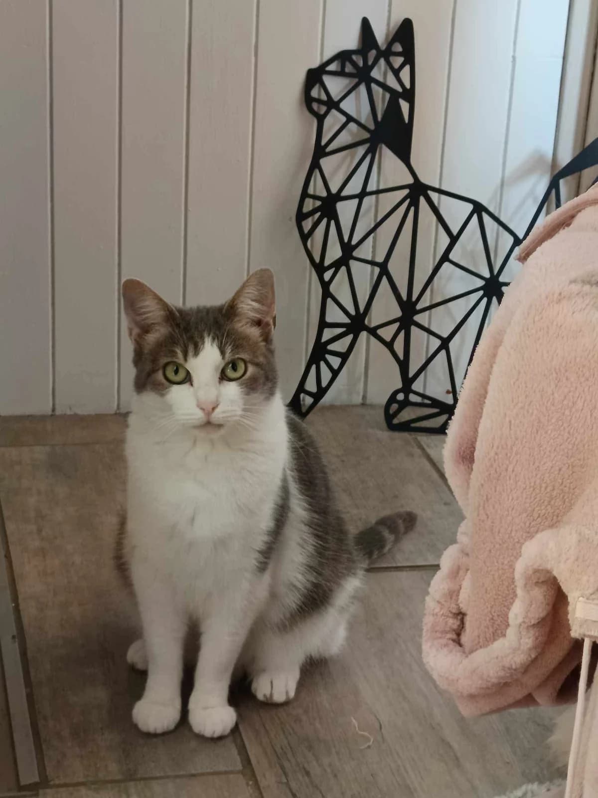 Valentine, Mixed Breed (La Patte Normande)